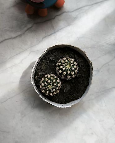 kaktus növləri: 🌵 Kiçik kaktuslar — 2 ədəd cəmi 4 AZN! Səliqəli və baxımı asan gənc — 3