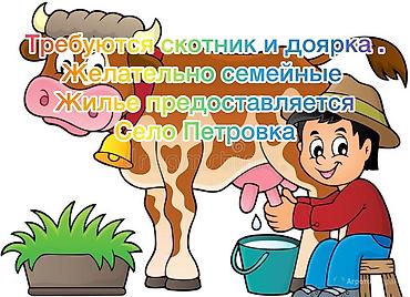 работы кафе: Требуется Доярка, Оплата: Еженедельно — 1