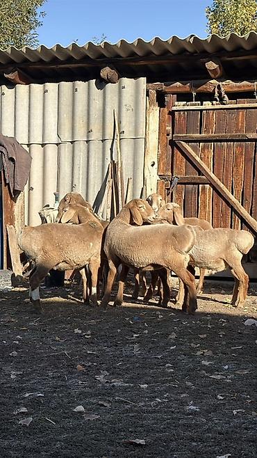 вислоухий баран кролик купить: Продаю | Овца (самка), Ягненок | Арашан | Для разведения | Ярка — 8