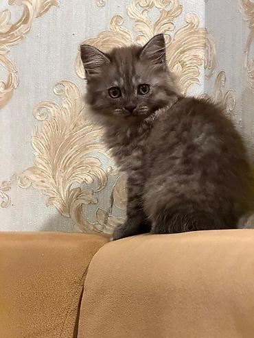 cins pisik cutlesdirme: Tüstü-boz rəngli, uzun və qalın tüklü balaca pişik. Yumru sifət, iri — 4