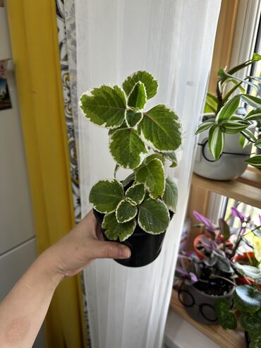 Другие комнатные растения: Плектрантус орегано вариегатный. Уникальное комнатное растение, с