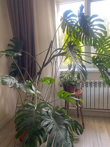 Монстера делициоза (Monstera deliciosa) — крупное комнатное