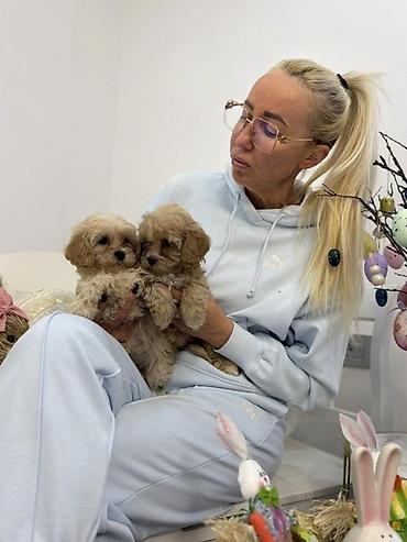 pomeranski špic beli: Maltipoo vrhunske genetike u registrovanoj odgaivacnici Bahu Djokovic — 1