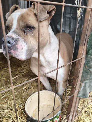 Отдам даром собаку: Собака даром: Бульдог, Более 5 лет, Самец, С прививкой — 6