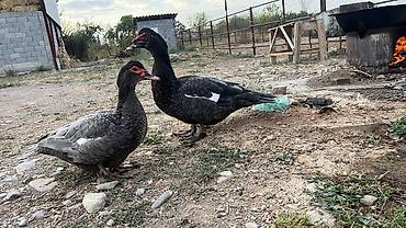 музо ангус: Продаю | Индюшата | Для разведения — 3