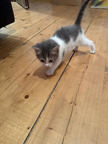 Pişiklər: Erkək, Dişi, Yaxşı əllərə — 10