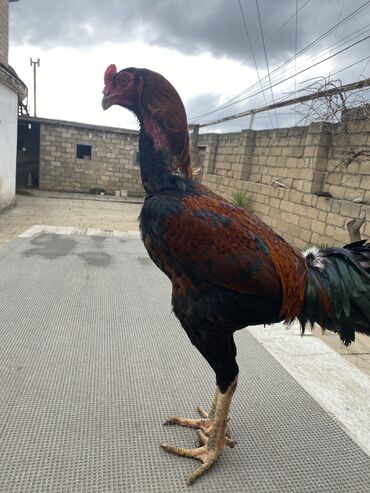 heyvan bazari inekler: Xoruz, Heyratı, il: 1, Ünvandan götürmə, Ödənişli çatdırılma