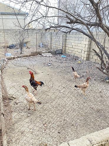 brama toyuqları: Курица, Для разведения, Самовывоз, Платная доставка — 1