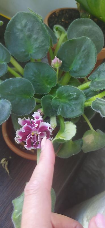 Другие комнатные растения: Продаю домашнии цветы адаптированные уже,пополнение фото каждый день — 7