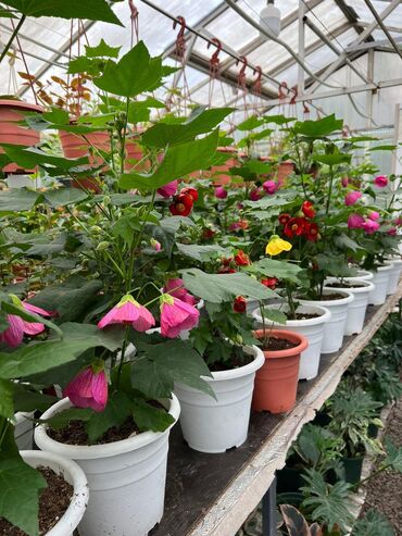 Садовые цветы и кустарники: Абутулионы — 5