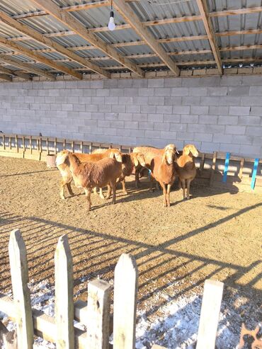 Бараны, овцы: Продаю | Овца (самка), Ягненок | Арашан | Для разведения | Ярка — 3