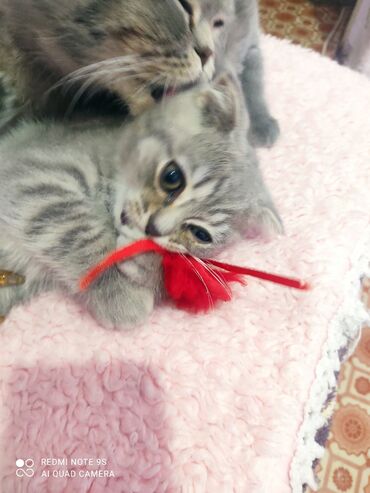 Pişiklər: Şotland, Erkək, Ünvandan götürmə — 1