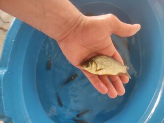 Balıqlar: Balig 19 ededi kalp baligi — 7