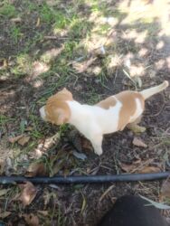 İtlər: Cek rassel teryer, 1 ay, Erkek, Ödənişli çatdırılma — 3