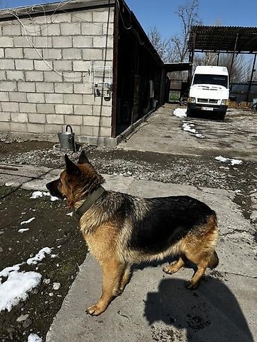 Продажа собак: Немецкая овчарка, классический черно‑рыжий окрас. Плотный подшерсток — 6