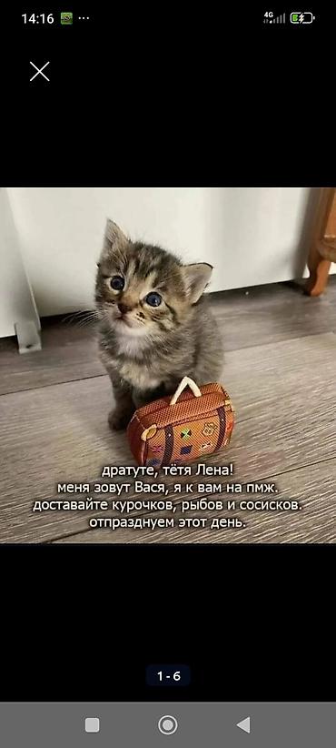 сколько стоит котята: Ищут дом два котёнка — мальчик, серенький и девочка рыженькая - 3 — 1