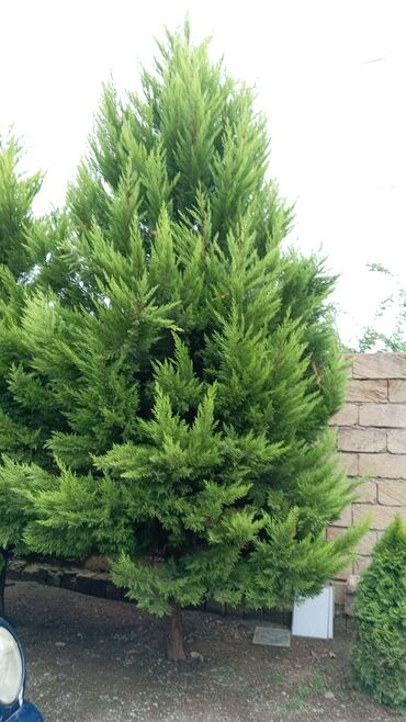 Boşqablar: Yaşıl rəngli, həmişəyaşıl iynəyarpaqlı ağac. Hündür və konusvari