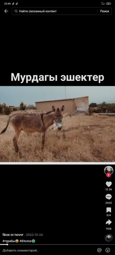 жорго ат: Сатам | Тай | Кара Жорго | Жумушка | Асыл тукумдуу