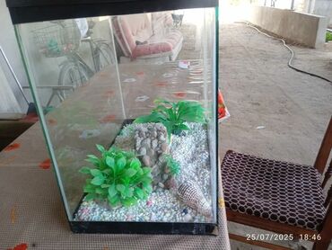 Kia: Dördbucaq akvarium, 35 l