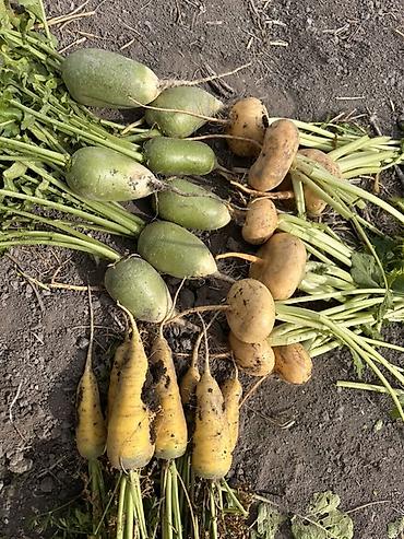 цены на мясо: В продаже оптом 
Морковь 
Редька длинная 
Репа желтая 
Копаем скоро — 1