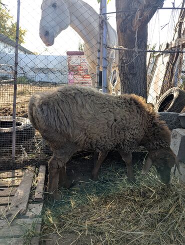 Бараны, овцы: Продаю | Овца (самка) | Арашан | Для разведения | Племенные — 17