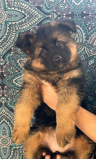 Продажа собак: Немецкая овчарка, 2 месяца, Самка at lalafo.kg — 5 Продажа собак: Немецкая овчарка, 2 месяца, Самка — 5