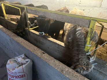 Коровы, быки: Продаю | Бык (самец) | На откорм — 15