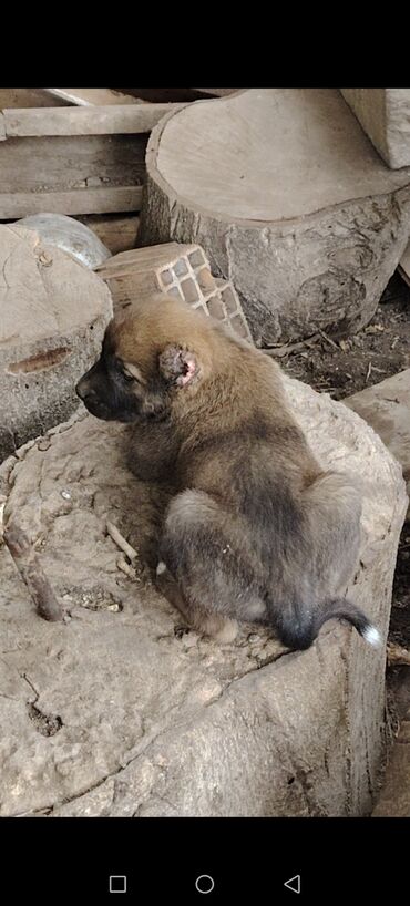 itlerin qirxilmasi: Qurdbasar, 1 ay, Erkek, Ödənişli çatdırılma