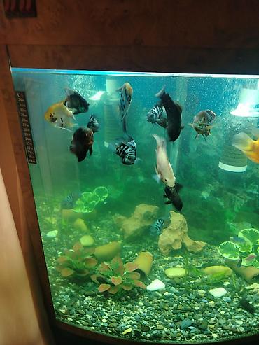 Akvariumlar: Böyük akvarium komplekti – dekorativ balıqlar və aksesuarlarla - Şüşə — 1