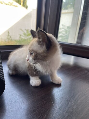котенок ашера: 4 месяца, Мальчик