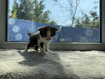 шиншилла британская кошка цена: Котята домашние, короткошёрстные, разноокрашенные. Отдам в добрые руки
