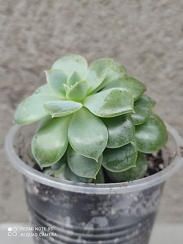 Другой декор и предметы интерьера: Распродажа остатков, комнатные растения по 100 сом. дорогие цветы тоже at lalafo.kg — 15 Другой декор и предметы интерьера: Распродажа остатков, комнатные растения по 100 сом. дорогие цветы тоже — 15