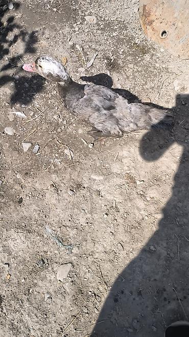 Другие птицы: Lal ördəklər satılır ataları macar olub — 2