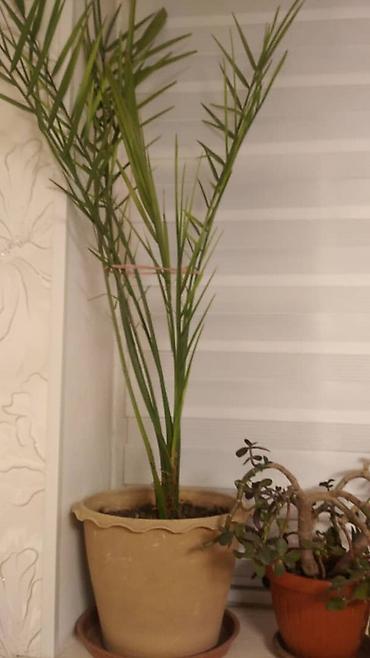 Другие садовые цветы и кустарники: Комнатные цветы от 350 сом ❗❗ — 5