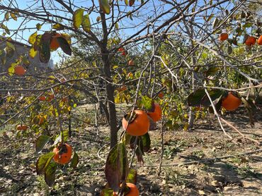 Torpaq sahələrinin satışı: 9 sot, Mülkiyyətçi, Kupça (Çıxarış) — 4