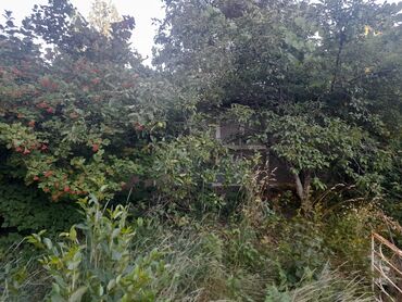 Продажа участков: 3 соток, Красная книга — 6