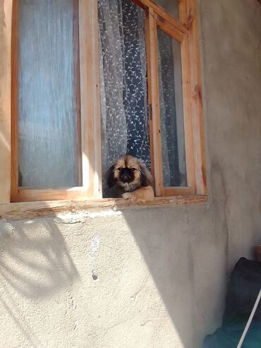 en boyuk itler: Pekines, 6 ay