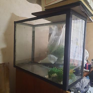 skalari: Akvarium – şüşə korpus, metal/plastik çərçivə - Ölçü: orta ölçülü — 4