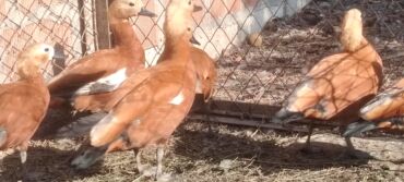 клетка для хомяков: Bu cöl gazları satılır