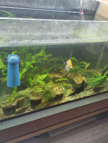 Рыбы: Гуппи 35с меченосцы от 50 с анцитрусы мальчики взрослые по 300с — 11