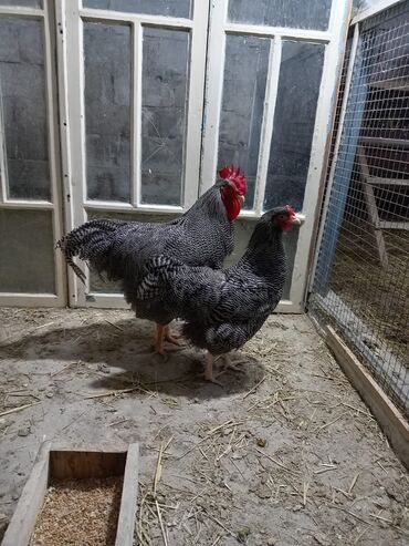 Toyuqlar: Barred rock sortudur. Yanvarda bir illəri tamam olub. Fərəsi