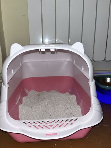 Pişiklər: Şotland uzun tüklü, Erkək, Yaxşı əllərə, Ünvandan götürmə — 6