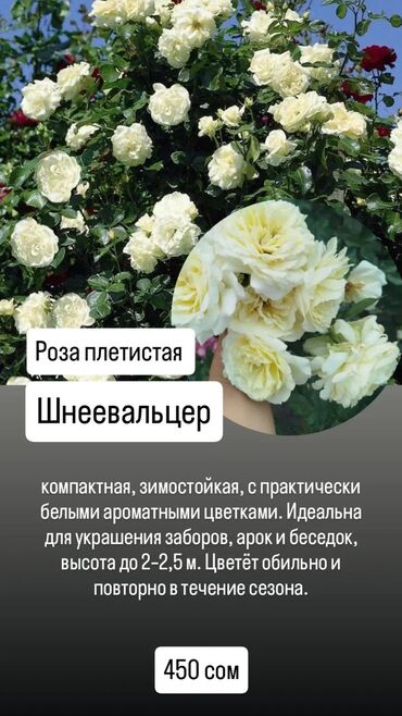 Садовые цветы и кустарники: Роза плетистая Шнеевальцер - Компактная, зимостойкая. - Цветки
