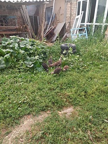 Продаю | Индюшата | Для разведения at lalafo.kg Продаю | Индюшата | Для разведения