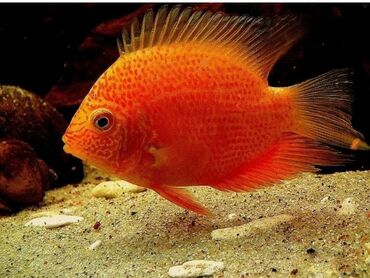 Akvariumlar: Baliq. Рыба. severum. Satilir olçüleri 12-13 sm hazir cüt