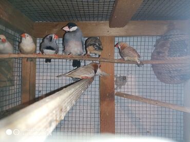 Amadinlər: Amadinlər Satış zebravıy sadə amadinlər benqal amadini risovka risoviy — 7