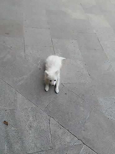 Şpitz, 6 ay, Dişi
