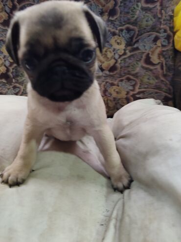 Продажа собак: Щенки мопса - Порода: мопс, окрас бежевый с чёрной маской - — 4