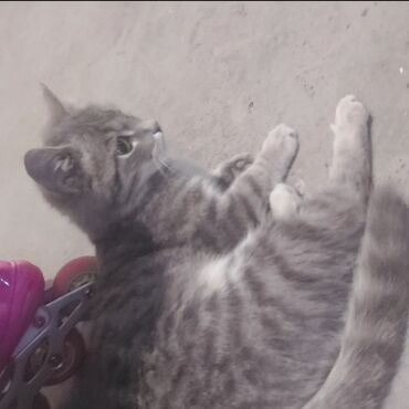 кот лысый: Отдаю в хорошие руки шотландская вислоухая кошка город Нарын коту 8
