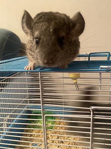 Шиншиллы: ГОТОВЫ К БРОНИРОВАНИЮ 3 ШИНШИЛЛЫ 2 мальчика1 девочка Дата рождения — 5